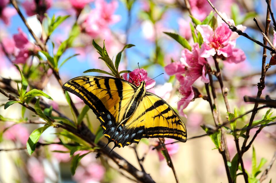 A tiger swallowtail butterfly, yellow with black stripes and
                  blue markings along the lower wing edge, feeding on pink
                  peach blossom in bright spring sunlight.